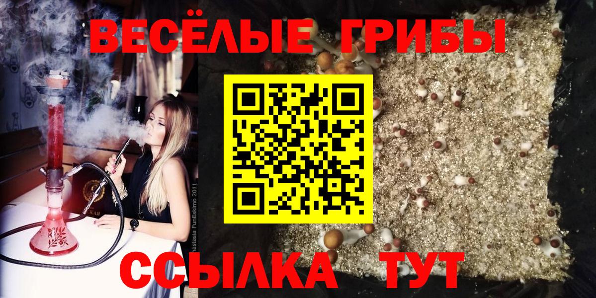 Псилоцибиновые грибы мицелий  что такое   Вход с VPN  Кстово  Псилоцибиновые грибы Psilocybine cubensis 